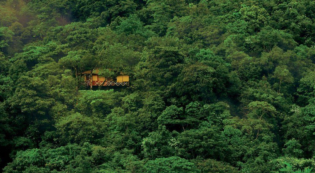 Vythiri Resort, Lakkidi, Kerala, a tree house resort in lush green jungle.