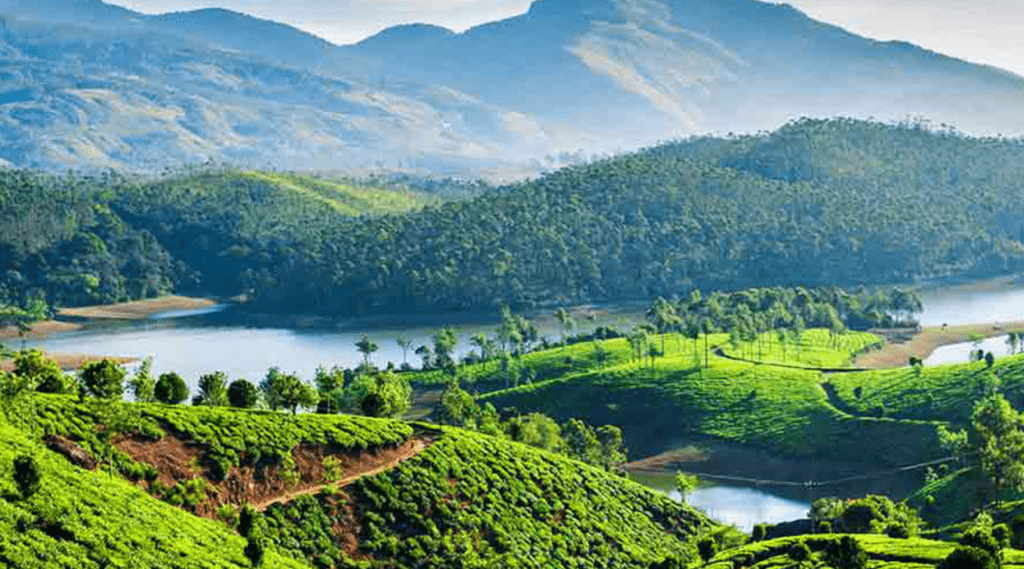 A scenic view of Kerala's tea plantations, showcasing the region's stunning landscape.