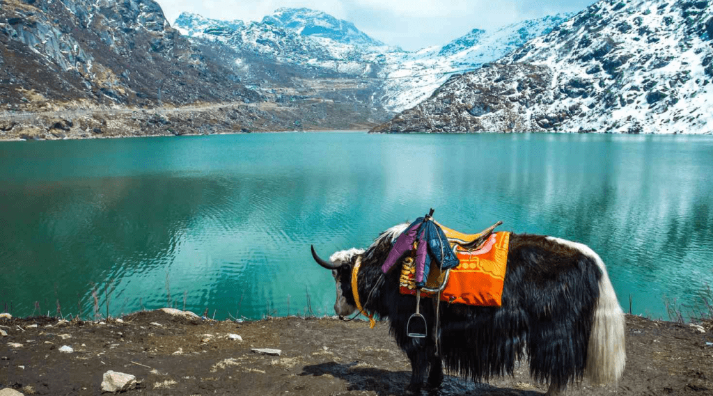 A yak with a saddle standing by a serene lake, showcasing the beauty of nature and the possibility of an adventurous ride.