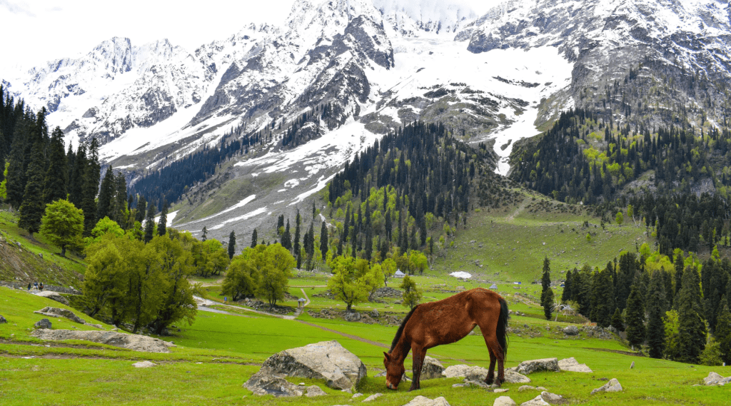 A horse peacefully grazing in a field, enjoying the lush green grass and the serenity of nature.