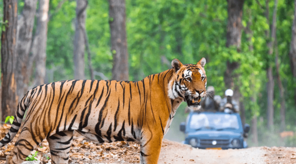 A tiger walking on the road in front of a jeep.