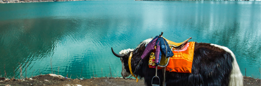 an ox with colourful clothes standing beside a water body